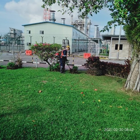 Plant landscaping