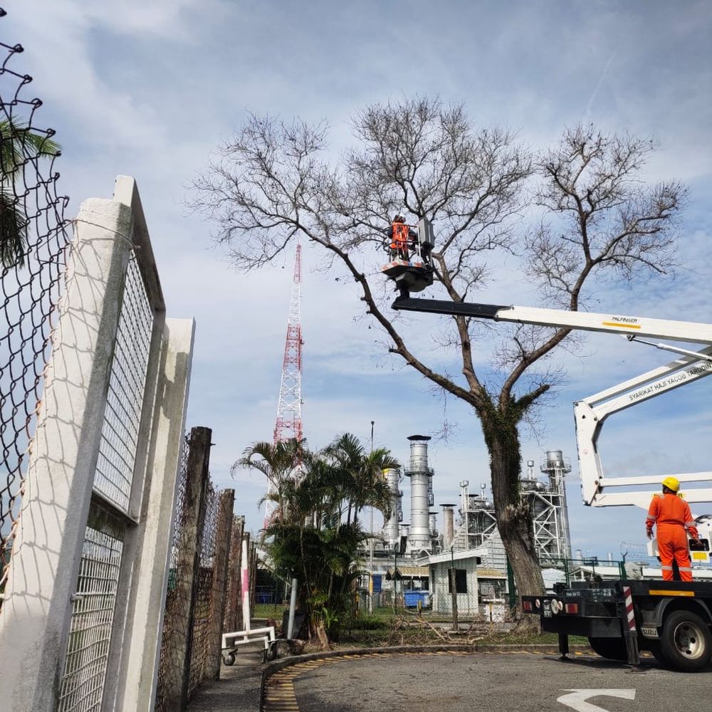 SHYT crew trimming a tree from an aerial lift at an industrial plant