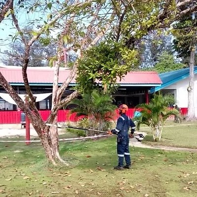 Pole saw trimming inside a taped-off area