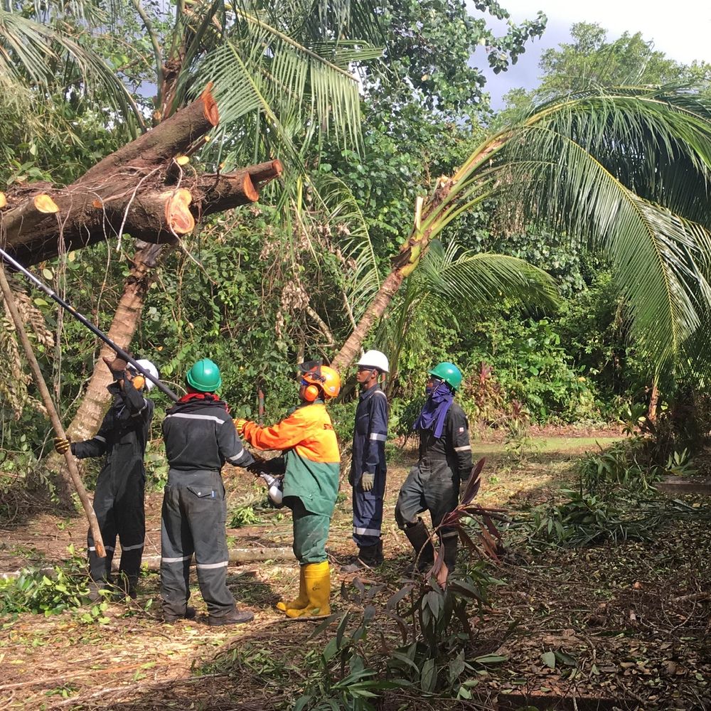 Tree felling crew in full PPE
