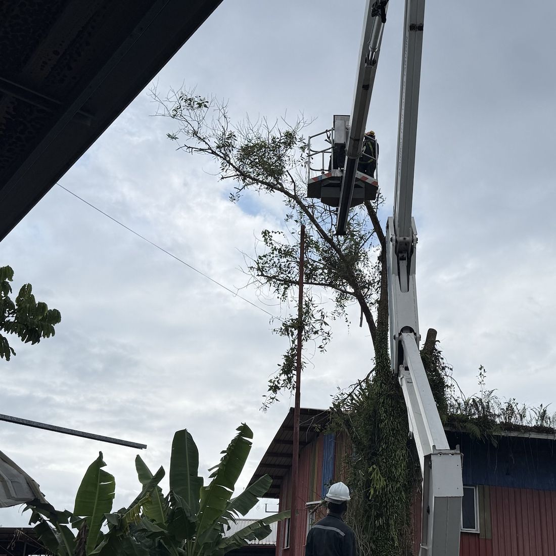 Tree cutting from an aerial lift
